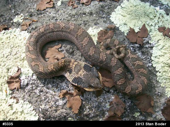 Eastern Hog-nosed Snake