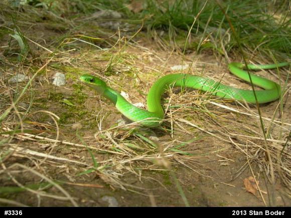 Smooth Greensnake