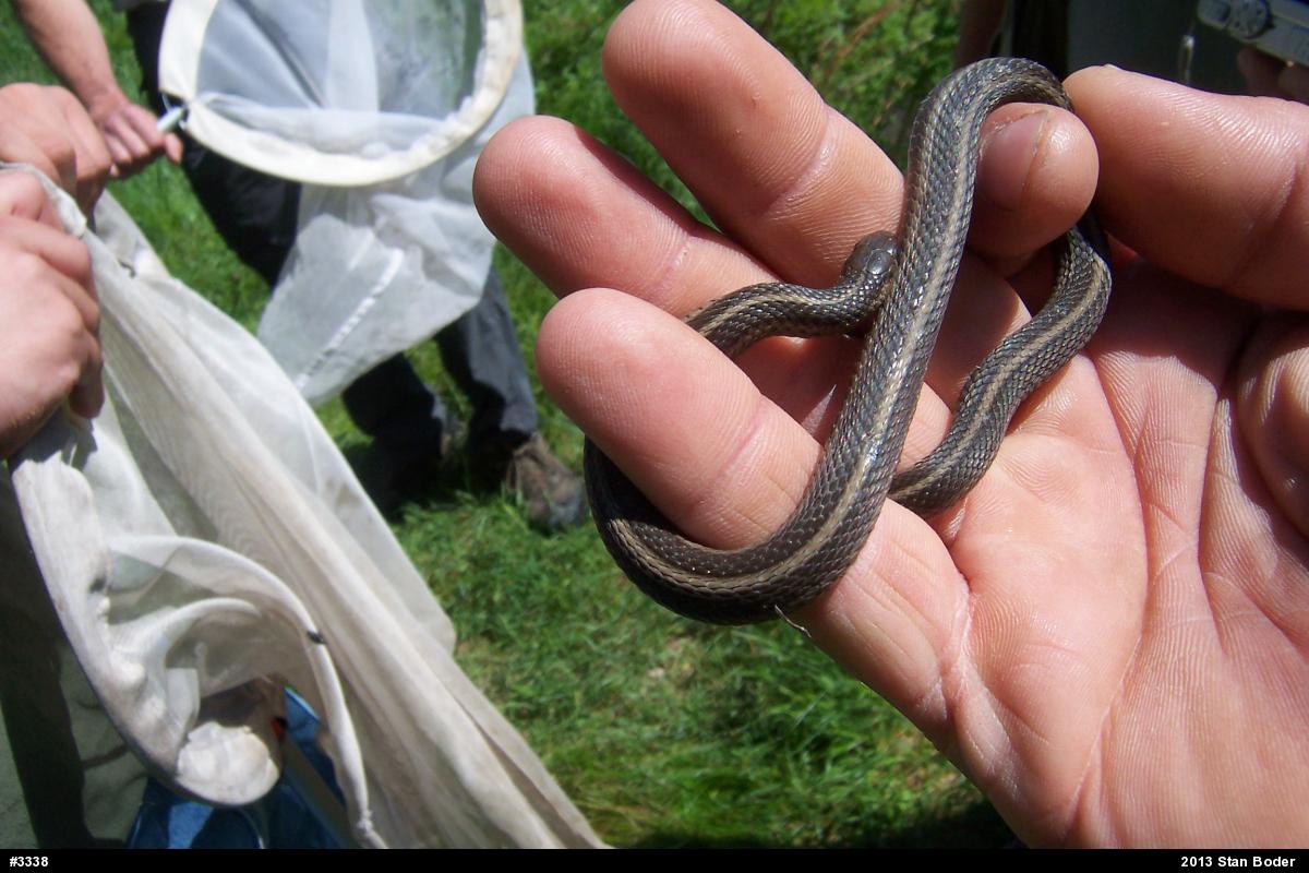 Shorthead Gartersnake