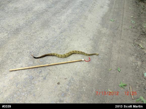 Timber Rattlesnake