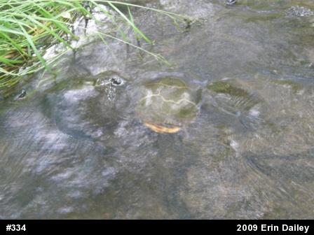 Eastern Painted Turtle