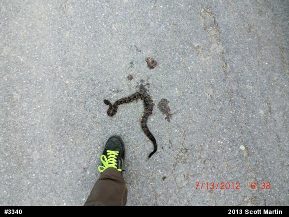 Timber Rattlesnake
