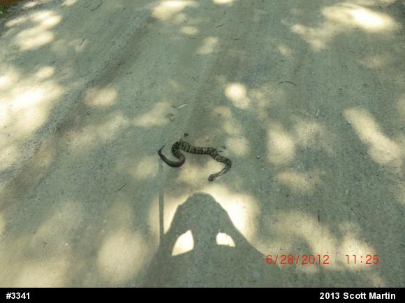Timber Rattlesnake