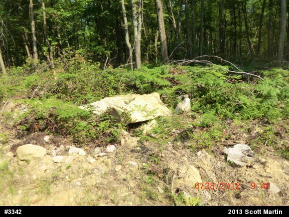 Timber Rattlesnake