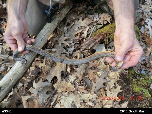 Eastern Hog-nosed Snake