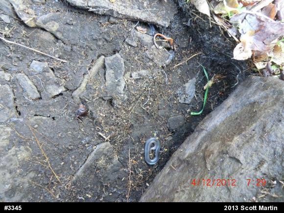 Eastern Red-backed  Salamander
