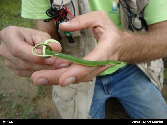 Smooth Greensnake