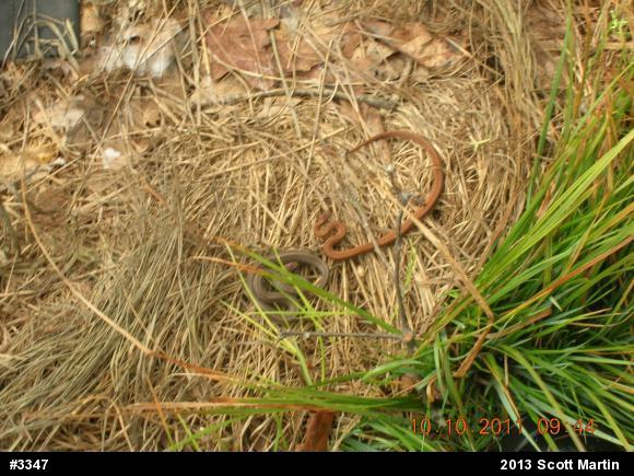 Red-bellied Snake
