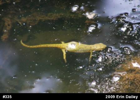 Red-spotted Newt