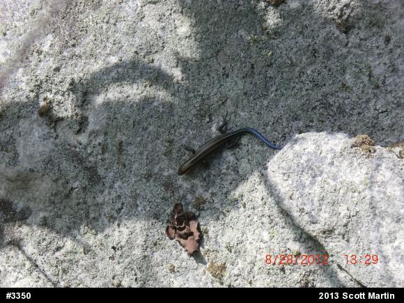 Common Five-lined Skink
