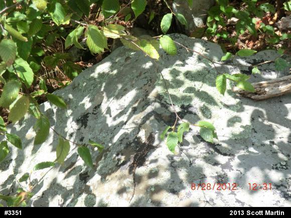 Eastern Fence Lizard