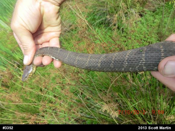 Northern Watersnake
