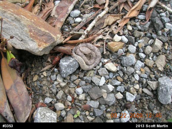 Northern Copperhead