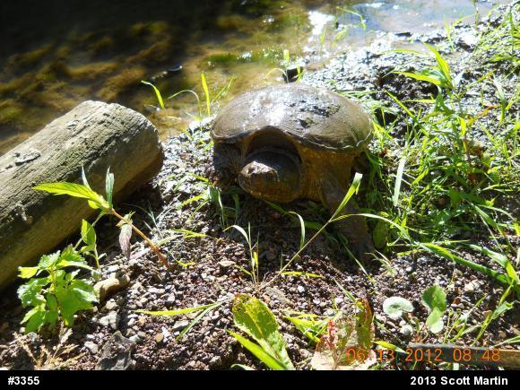 Snapping Turtle