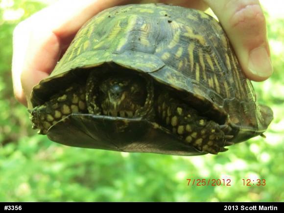 Eastern Box Turtle