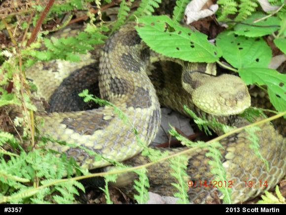 Timber Rattlesnake