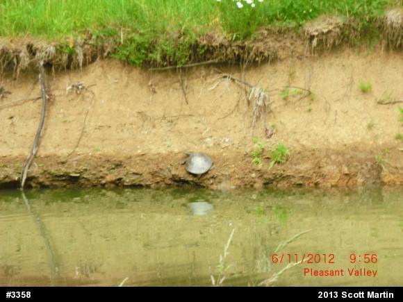 Eastern Spiny Softshell