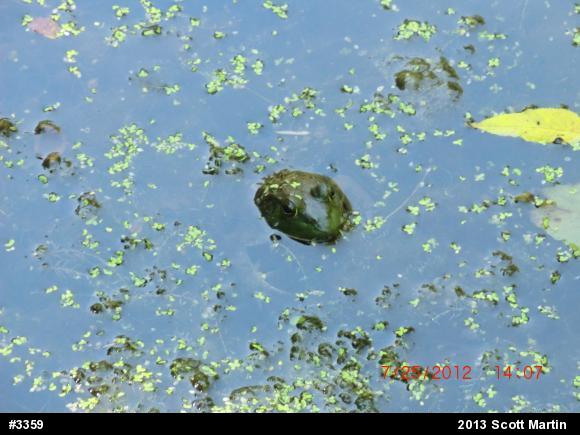 American Bullfrog