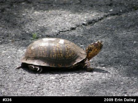 Eastern Box Turtle