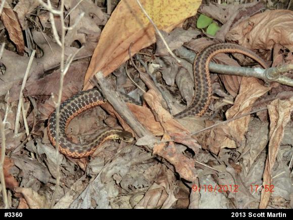 Eastern Gartersnake