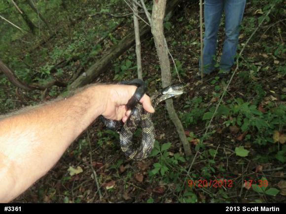 Eastern Ratsnake