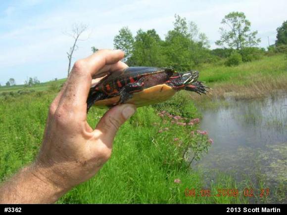 Painted Turtle