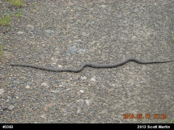Eastern Milksnake