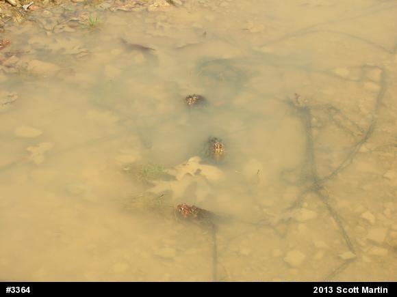 True Toads