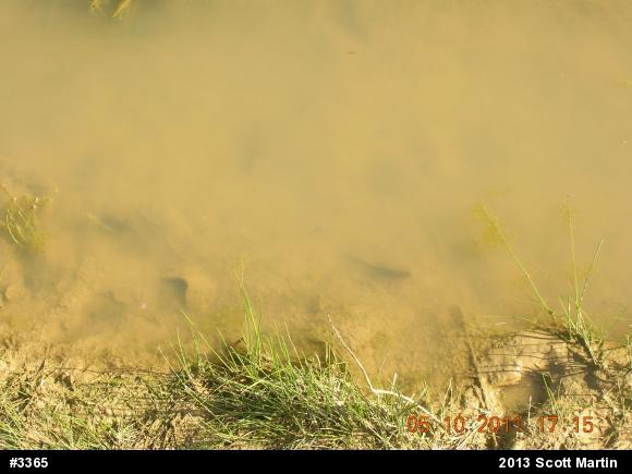 Red-spotted Newt