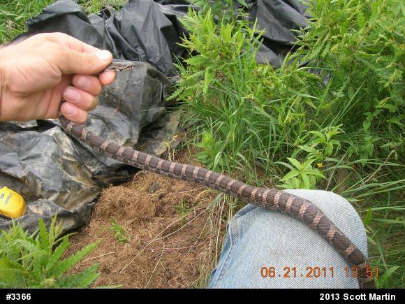 Eastern Milksnake