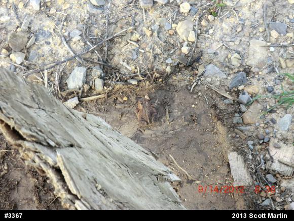 Eastern American Toad