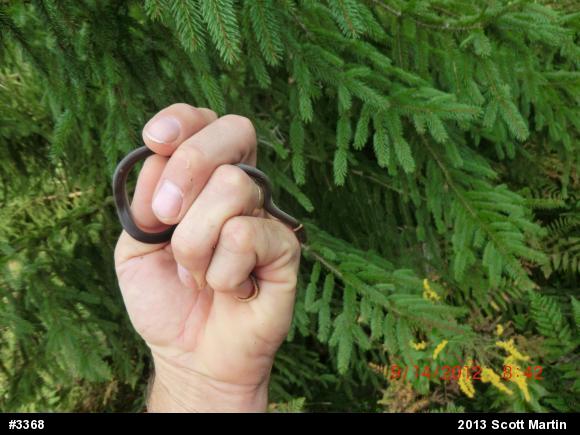 Northern Ring-necked Snake