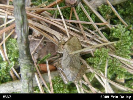 Spring Peeper
