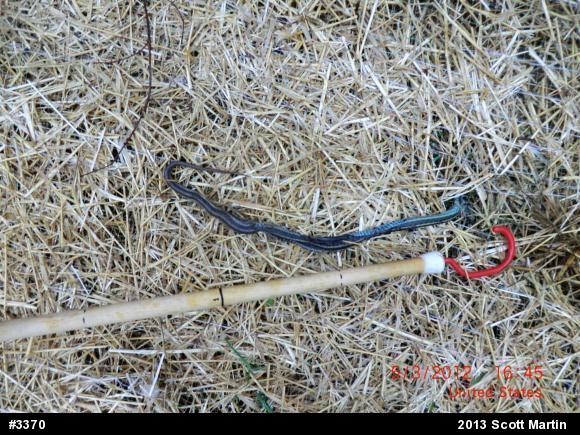 Eastern Gartersnake