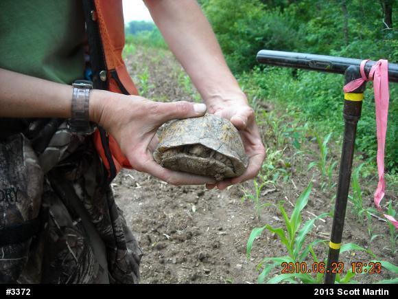 Eastern Box Turtle