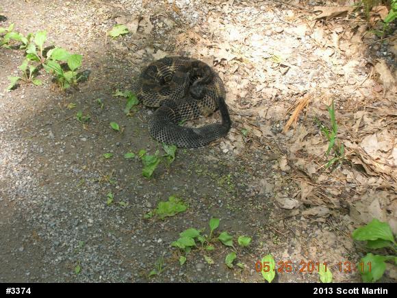 Timber Rattlesnake