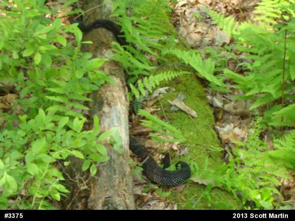 Timber Rattlesnake