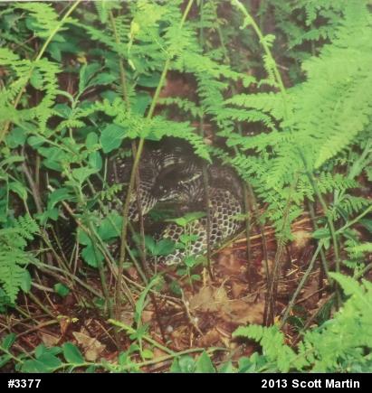 Timber Rattlesnake