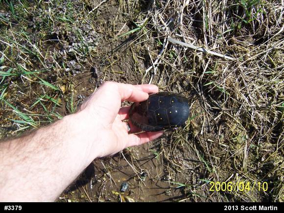 Spotted Turtle