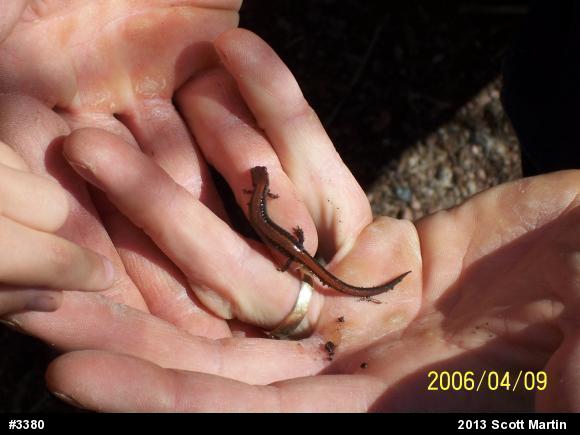 Eastern Red-backed  Salamander