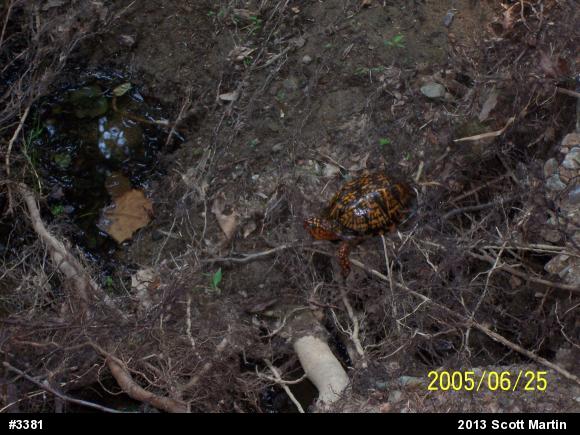 Eastern Box Turtle