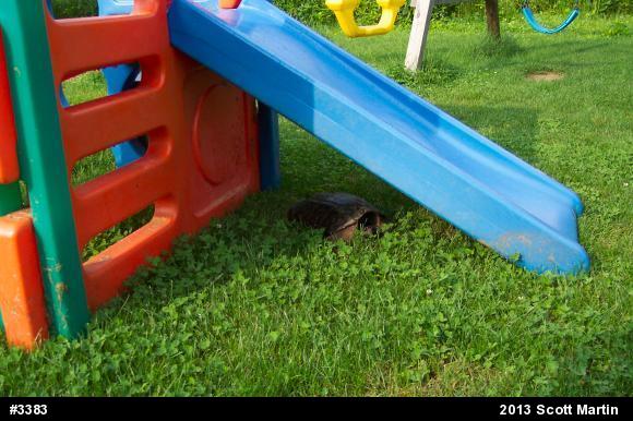 Snapping Turtle