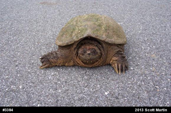 Snapping Turtle