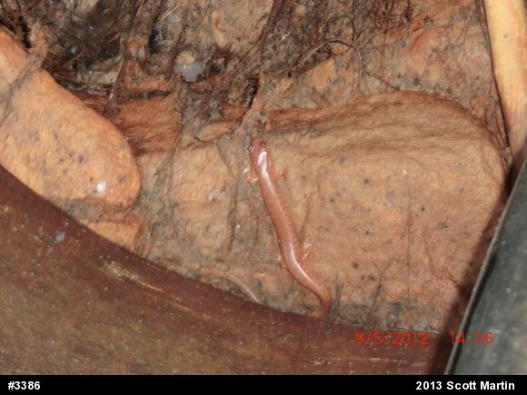 Northern Spring Salamander