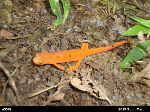 Red-spotted Newt