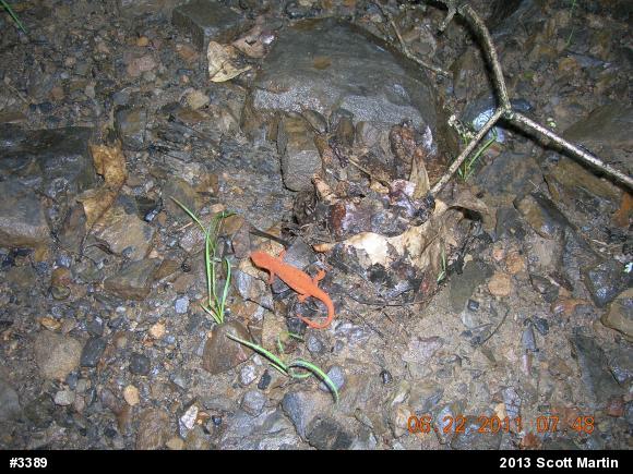 Red-spotted Newt