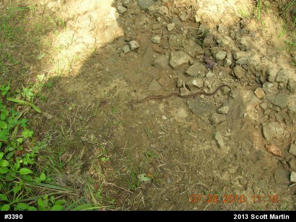 Eastern Gartersnake