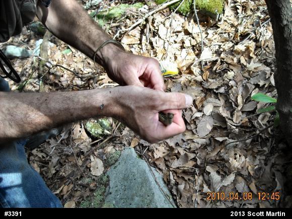 Eastern Gartersnake
