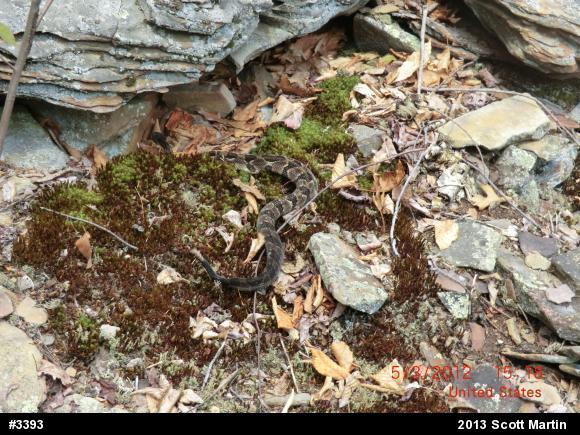 Timber Rattlesnake