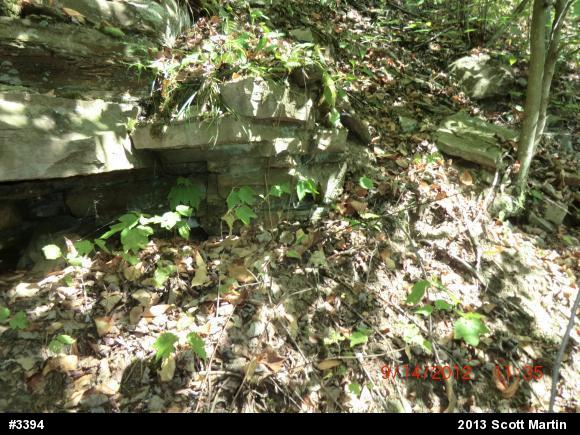 Timber Rattlesnake